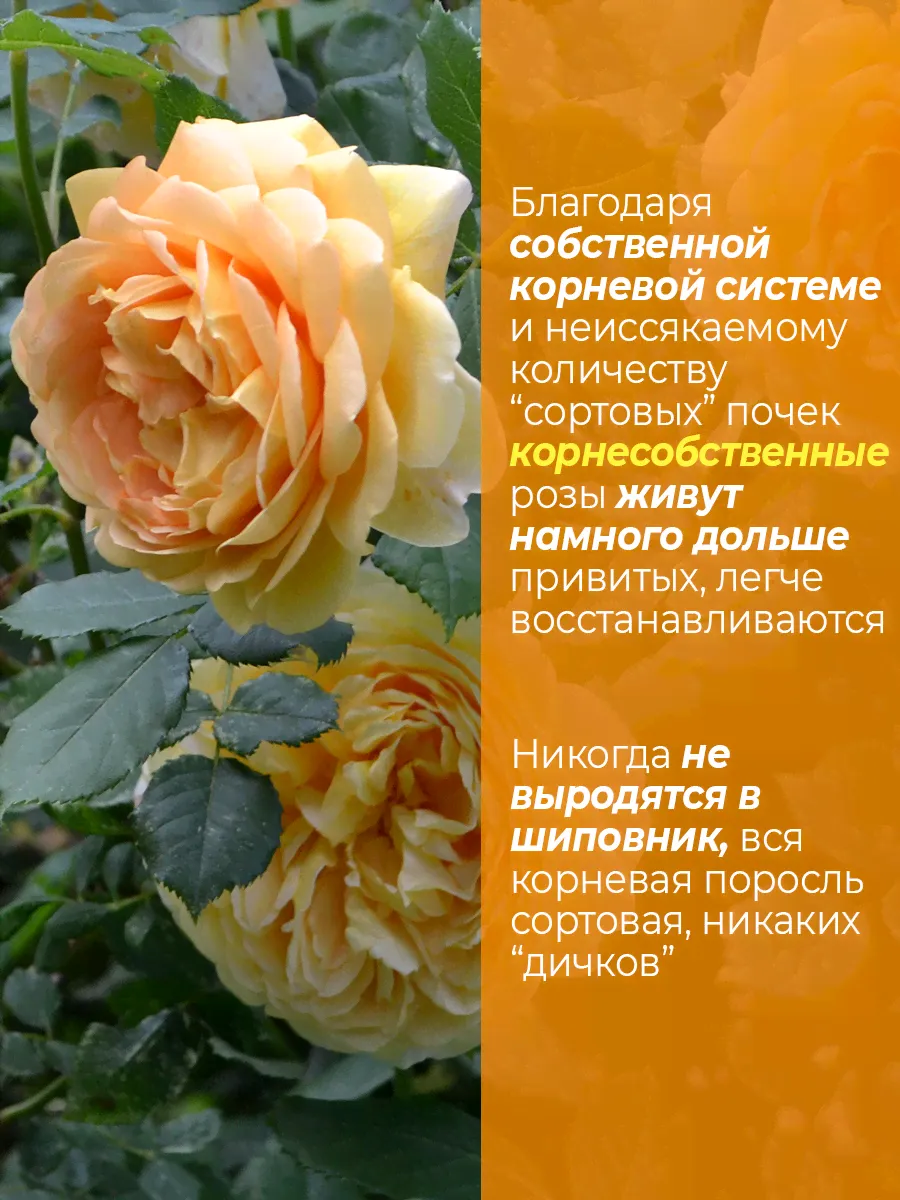 Роза Голден Селебрейшен (Golden Celebration) - возраст саженца - 1 год, корнесобственная, с ЗКС