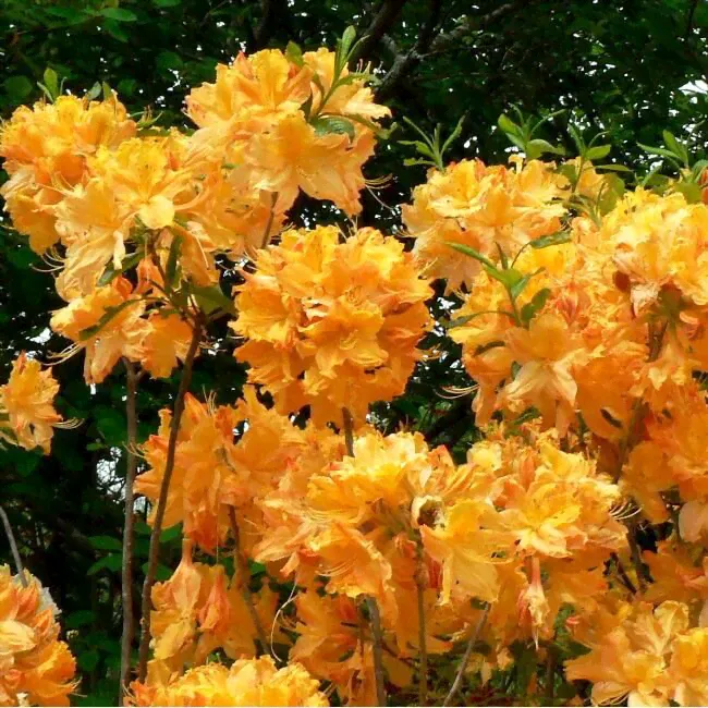 Рододендрон Golden Lights C3