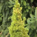 Ель канадская Голден Пик (Abies balsamea Golden Peak), C2