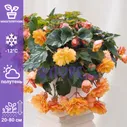 Бегония ампельная Illumination Golden Picotee Иллюминейшен Голден Пикоти