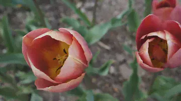Парад тюльпанов в Никитском ботаническом саду. Tulip parade in the Nikitsky Botanical garden.