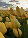 Тюльпан Голден Парад (Tulipa Golden Parade)