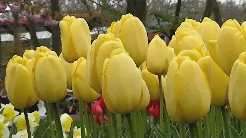Tulip 'Golden Parade' - FarmerGracy.co.uk