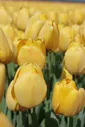 Тюльпан Голден Парад (Tulipa Golden Parade)