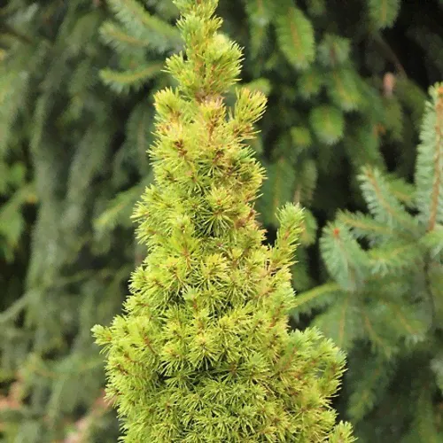 Ель канадская Голден Пик (Abies balsamea Golden Peak), C2-0
