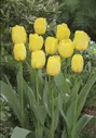 Тюльпан Голден Парад (Tulipa Golden Parade)