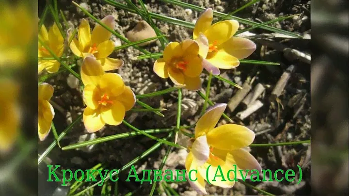 Crocus Advance (Крокус Адванс)