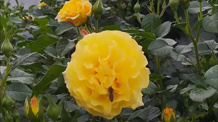 28.04.2024г. Апрельское цветение жёлтой плетистой розы Golden Showers.    # rose #цветениероз #розы