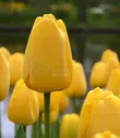 Тюльпан Голден Парад (Tulipa Golden Parade)