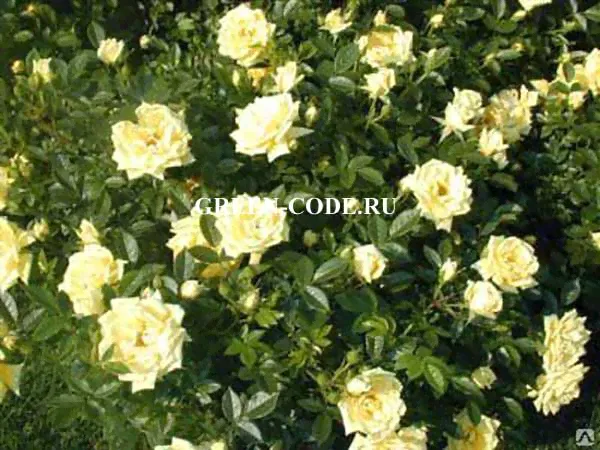 Роза Golden Penny Rugul 20-30см-0