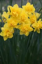 Нарцисс Голден Дукат (Narcissus Golden Ducat)