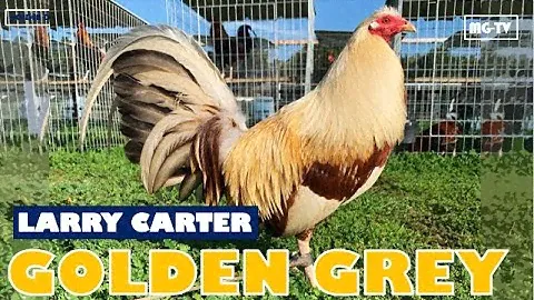 Crosses of Golden Greys - According to Larry Carter