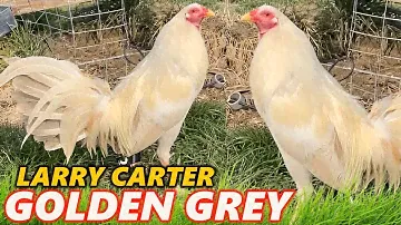 Larry Carter Golden Greys - Beautiful Birds GREY ROCK FARM